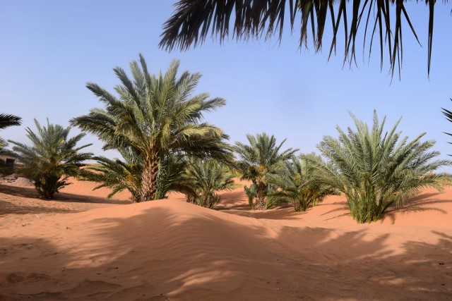 Date palms.