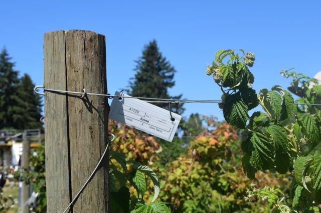 Various berries are grown and tested at the NWREC.