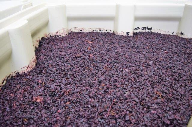 Grape skins form a "cap" at the top of the fermenting bins at DevenLore Winery.