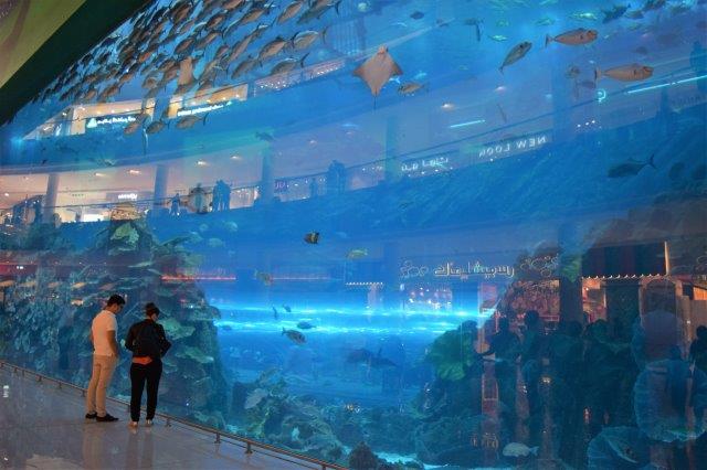 Dubia Mall Aquarium