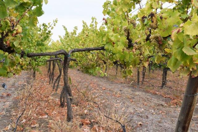 Double-trellised Semillon grapes on the vine. Innovation and experimentation are important to health vineyard maintenance.