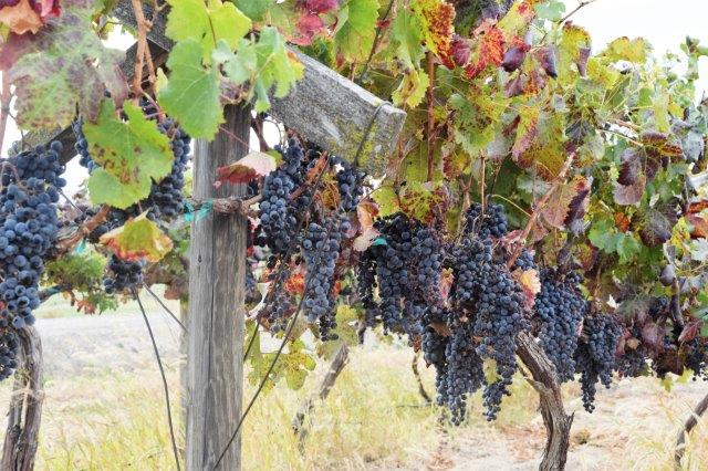 Grapes on the vine, at Domanico Cellars.