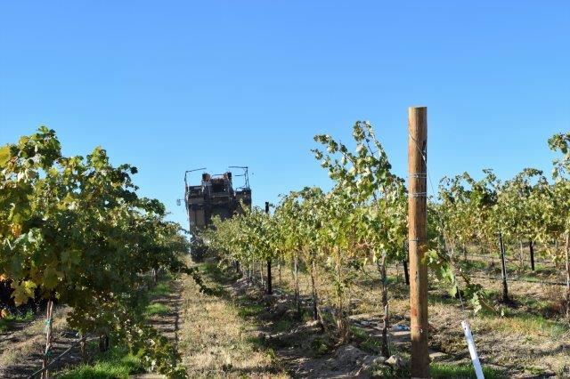 Machine pickers drive over rows of grapes.