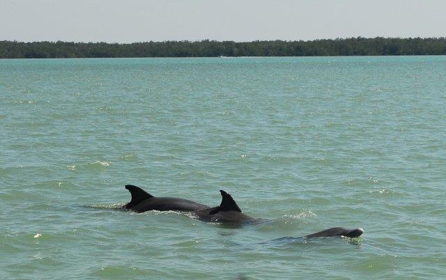 dolphins Chokoloskee Bay