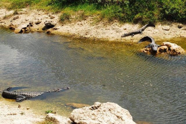 Everglades waysides