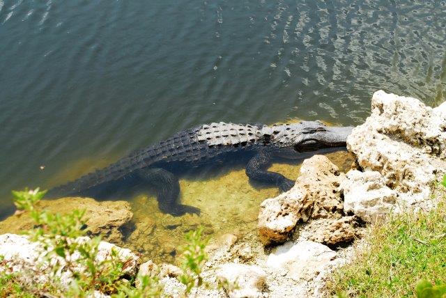 Everglades waysides