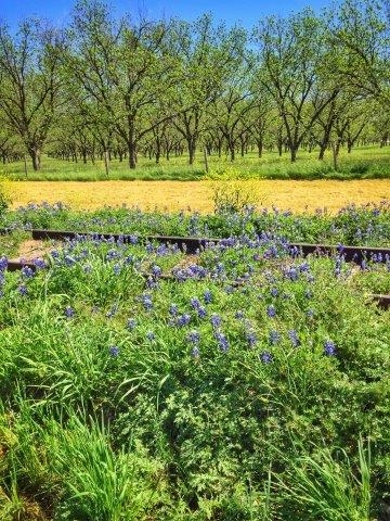 Pecan trees and blue bonnets in in Texas Hill Country AVA.