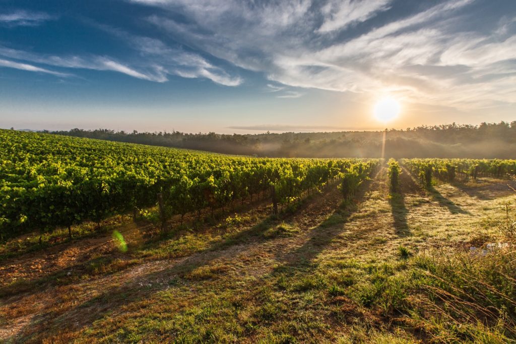 napa valley wineries