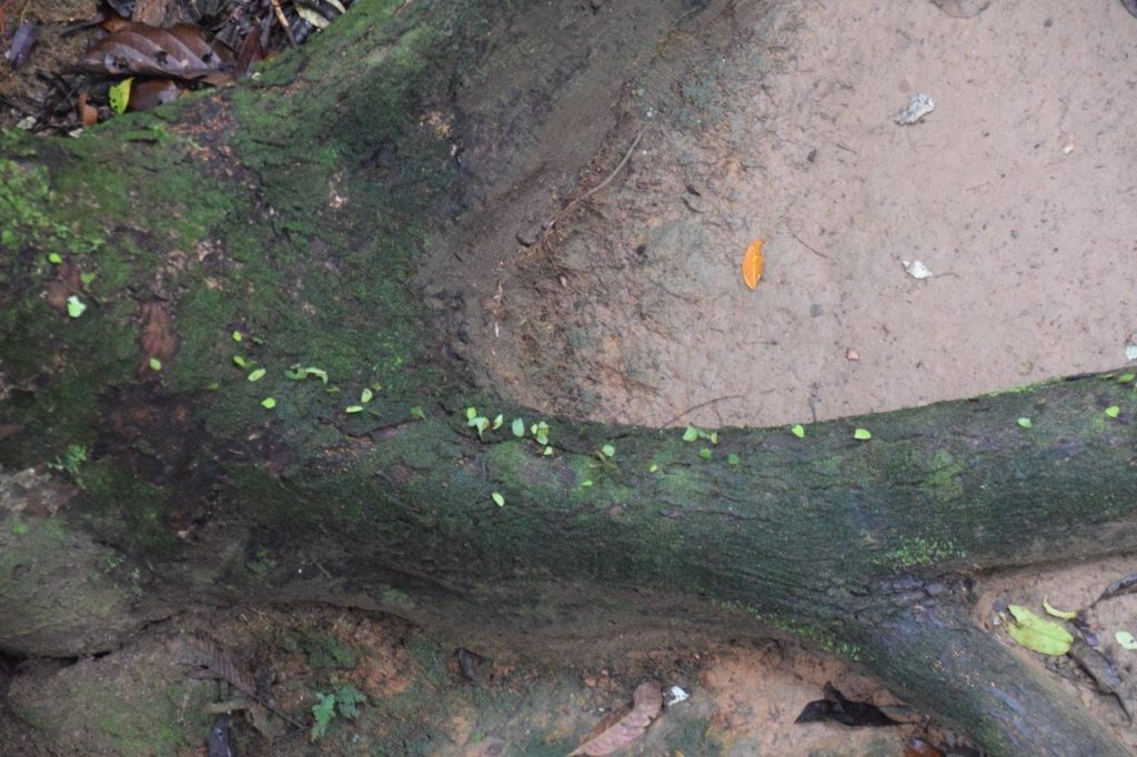 amazon rainforest canopy walk