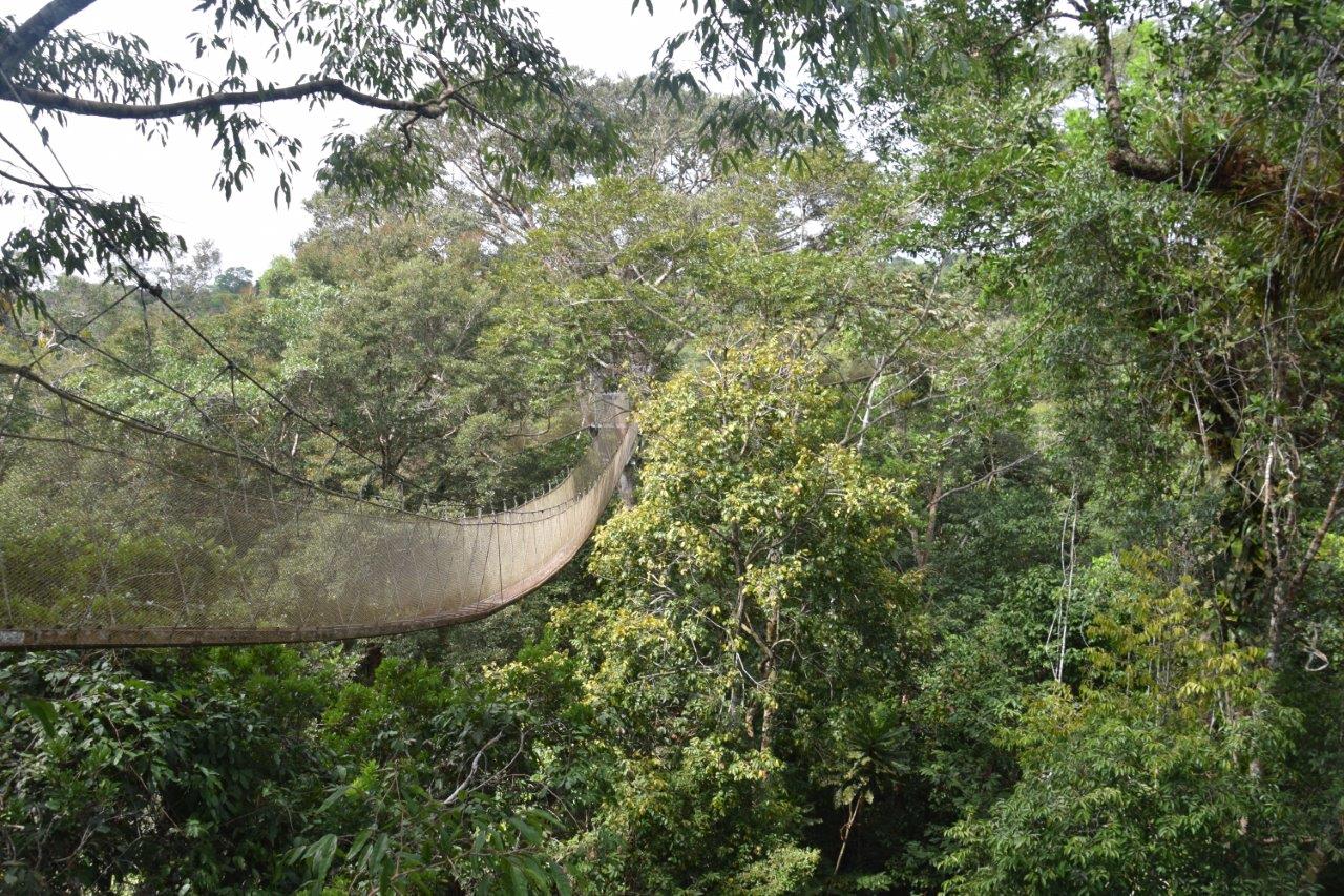 amazon rainforest canopy