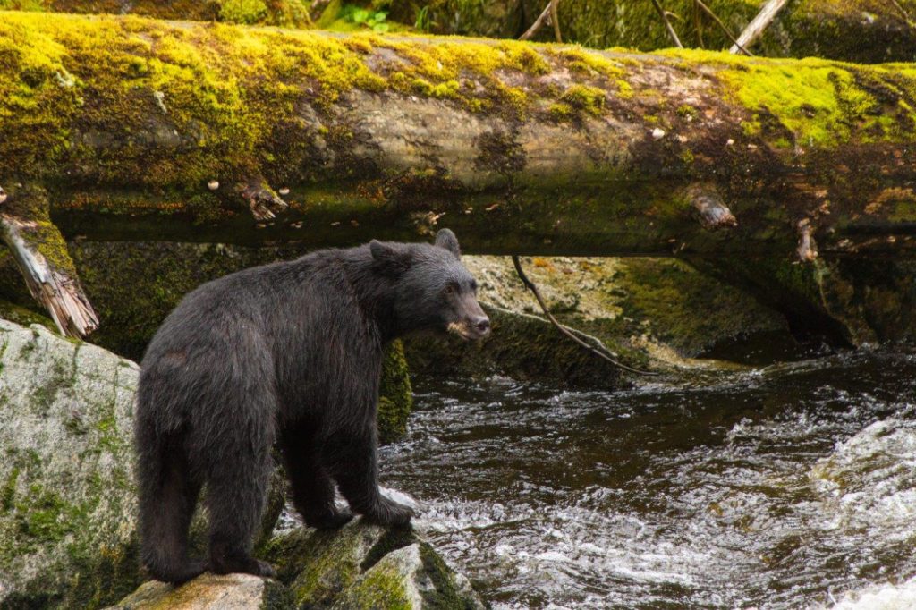 wrangell, alaska