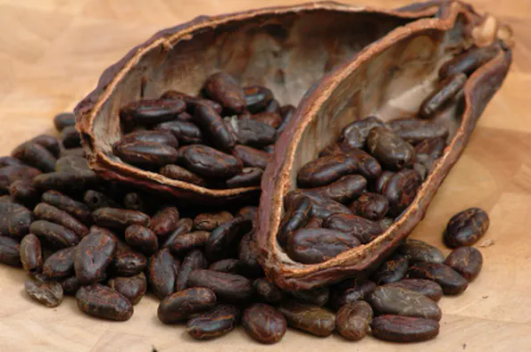 cocoa beans and pod