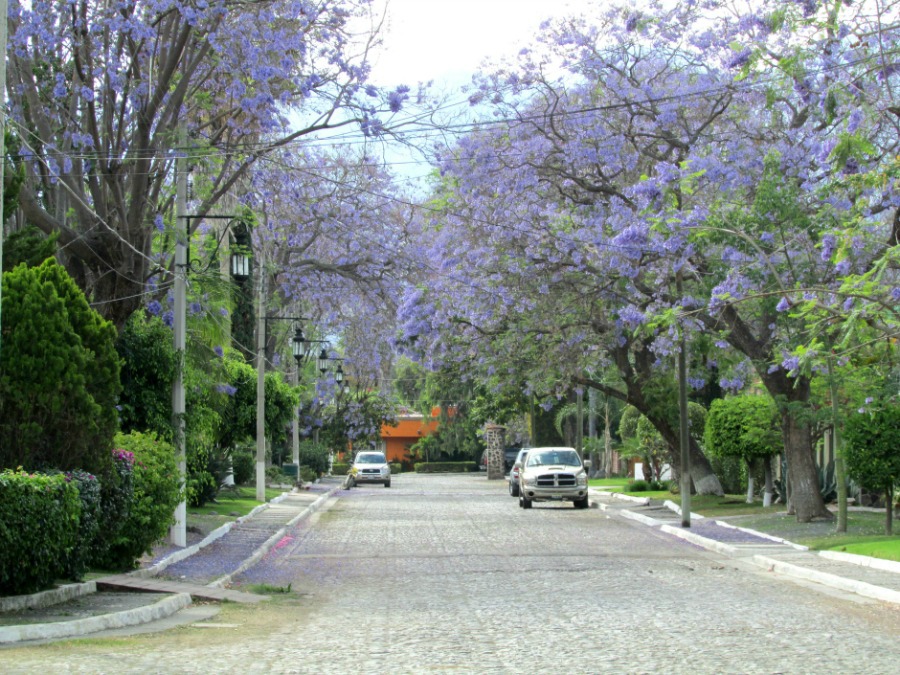 Ajijic, Jalisco