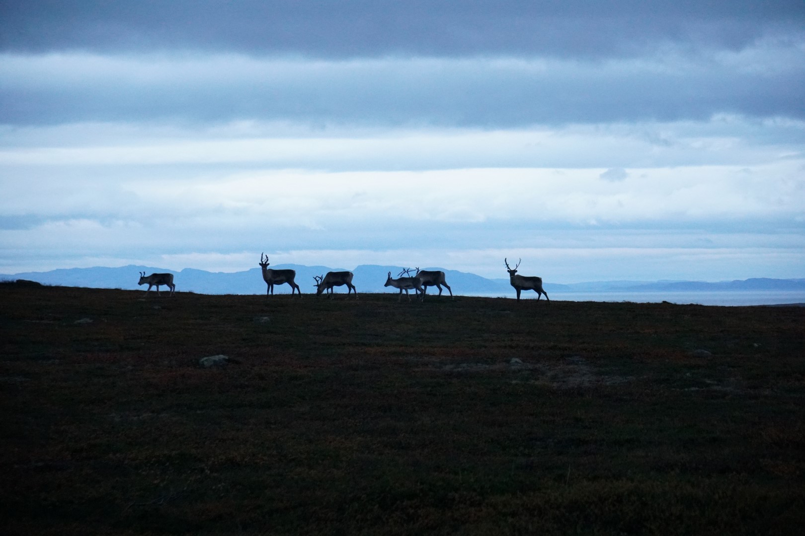 living wiwth sami reindeer herders