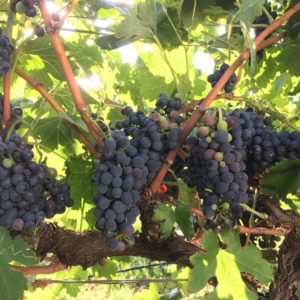 wine grapes Sedona Wine country Phot by sarah Cribari