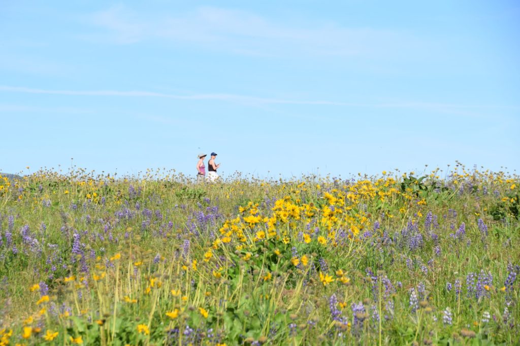 Portland guidebooks oregon wildflowers