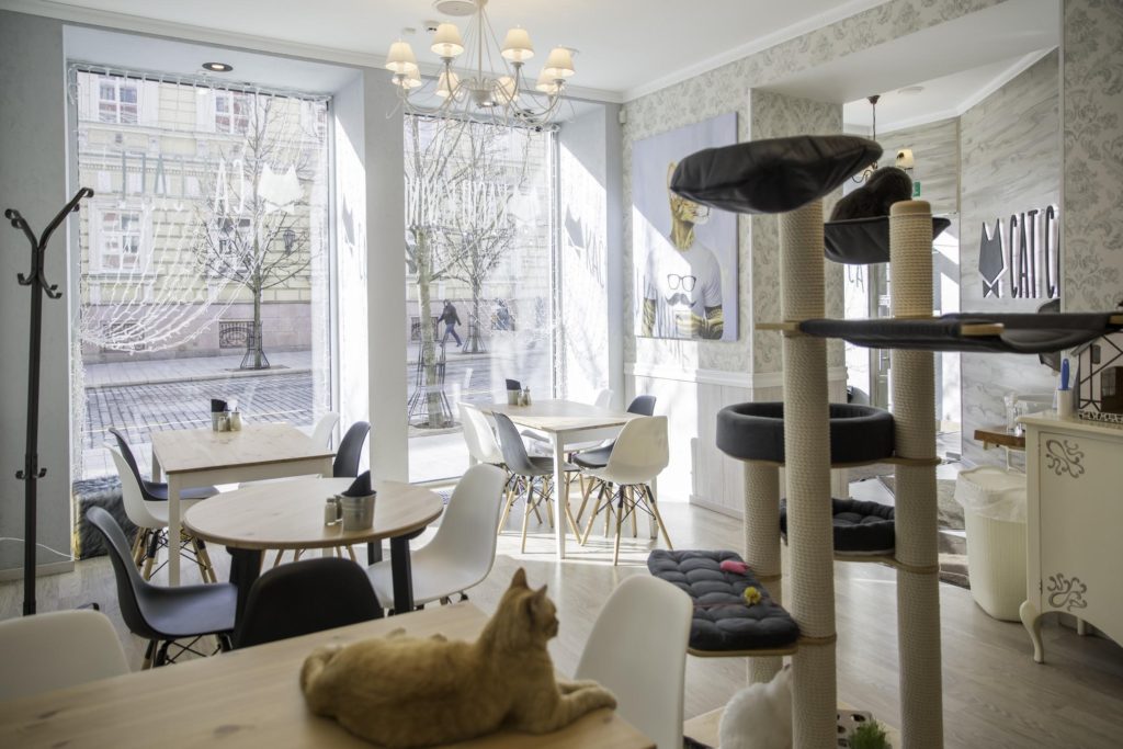 cat cafes in europe