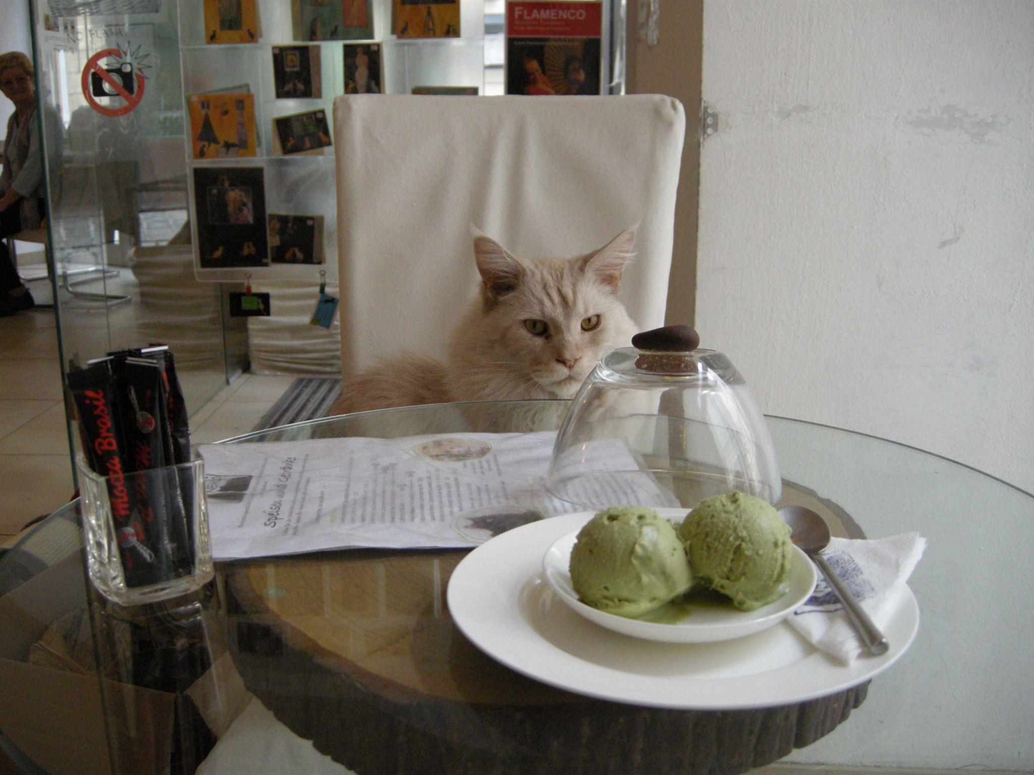 Neko in Vienna, Austria cat cafes in Europe