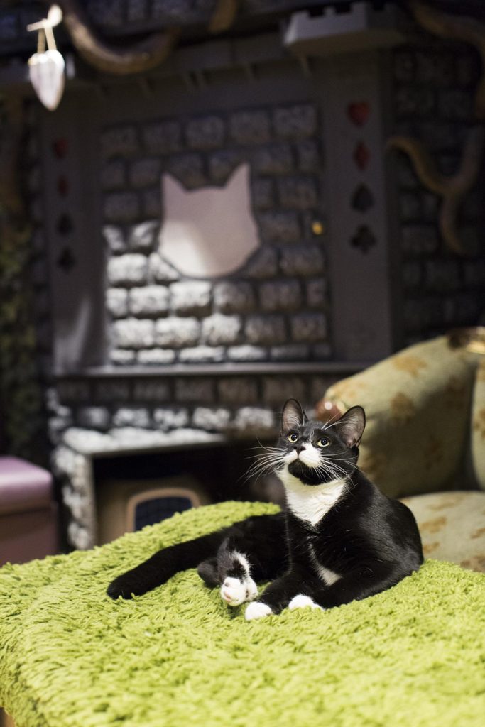 Lady Dinah, cat cafe in London, England