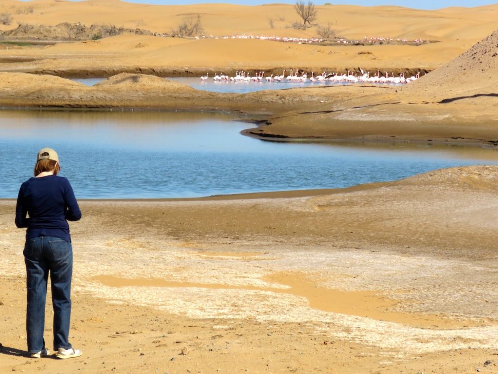 flamingoes Namibia road trip