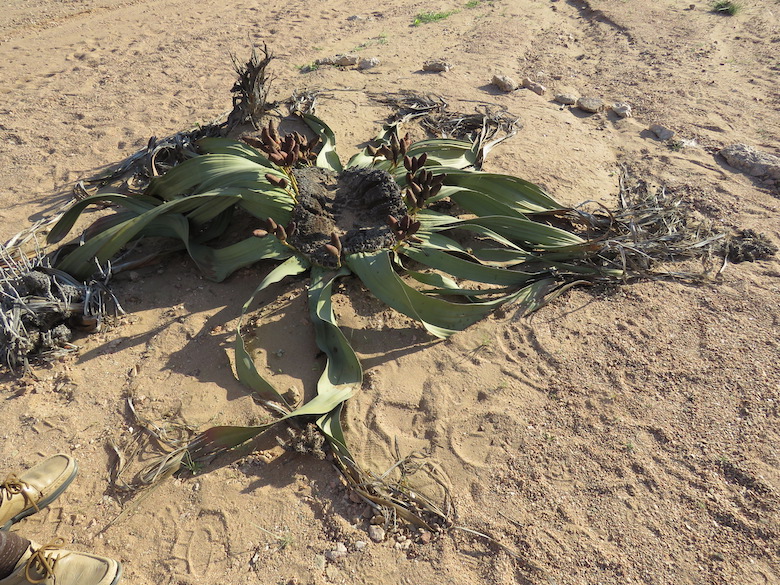 A Welwitschia plant 