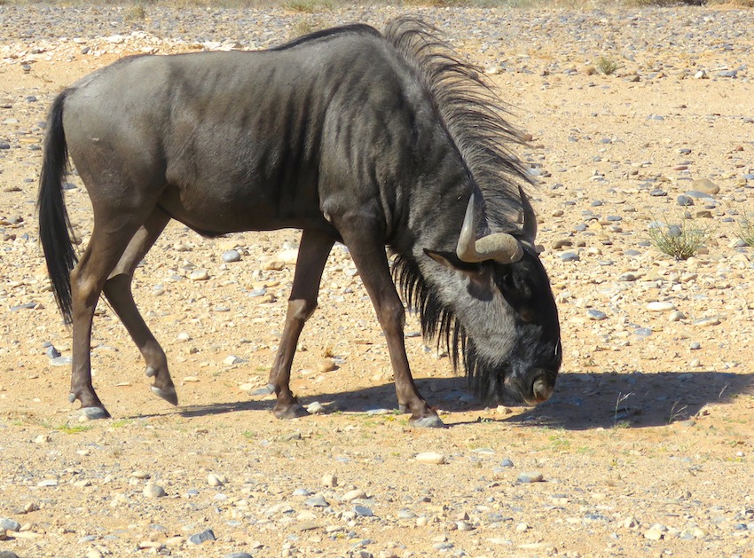 Blouwildebeest Namibia road trip 