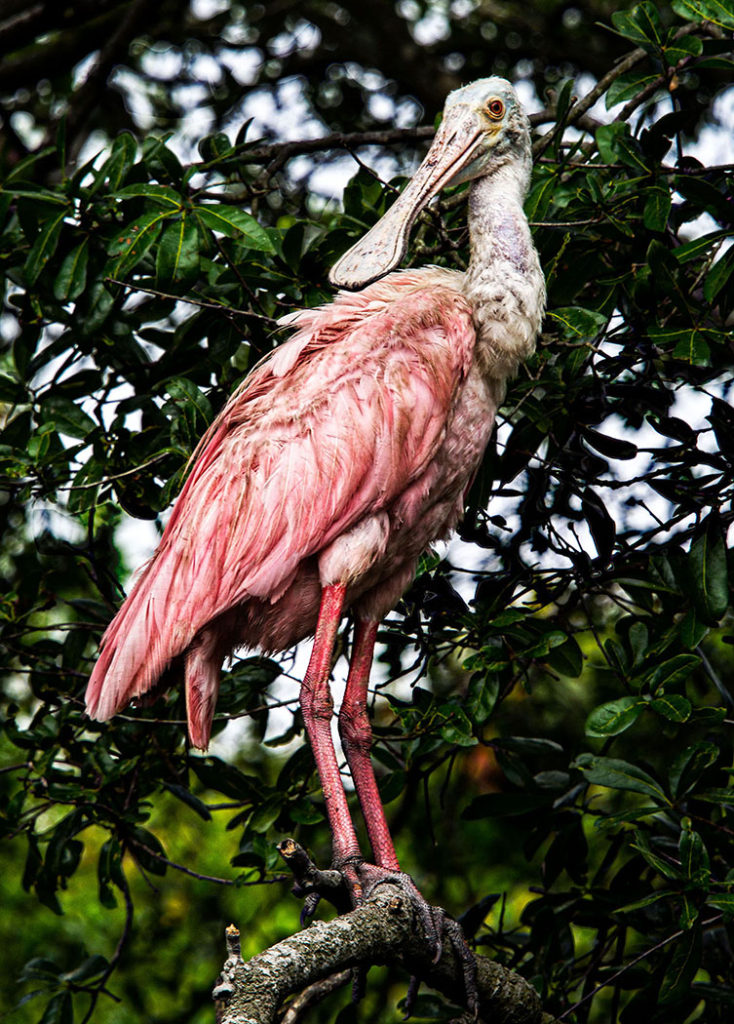 view and photograph Florida birds spoonbilll (Adrianne Brockman)