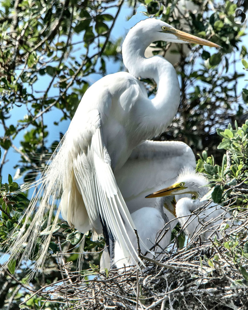 view and photograph Florida birds (Adrianne Bockman)