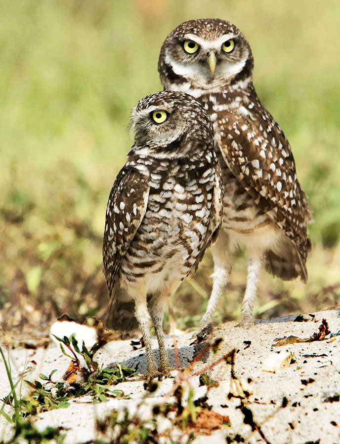 Florida owls at Brian Piccolo Park