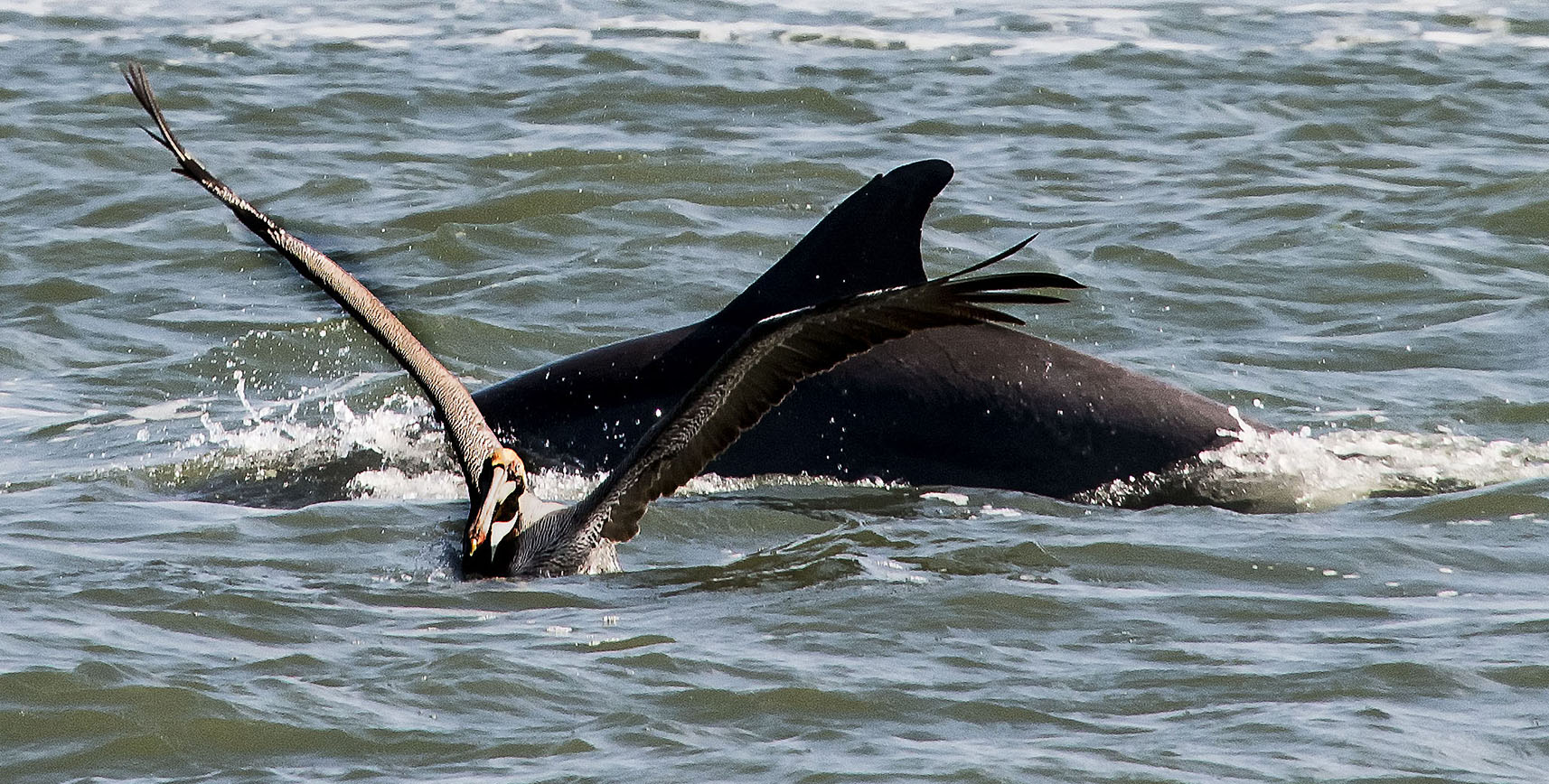 dolphin and bird, photographed off the coast of St. Augustine (Photo Adrianne Brockman)