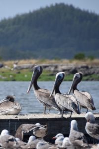 brown pelicans