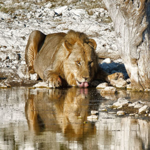 stunning namibia lion safari