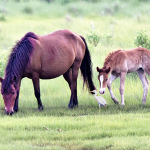 The Ponies of Chincoteague