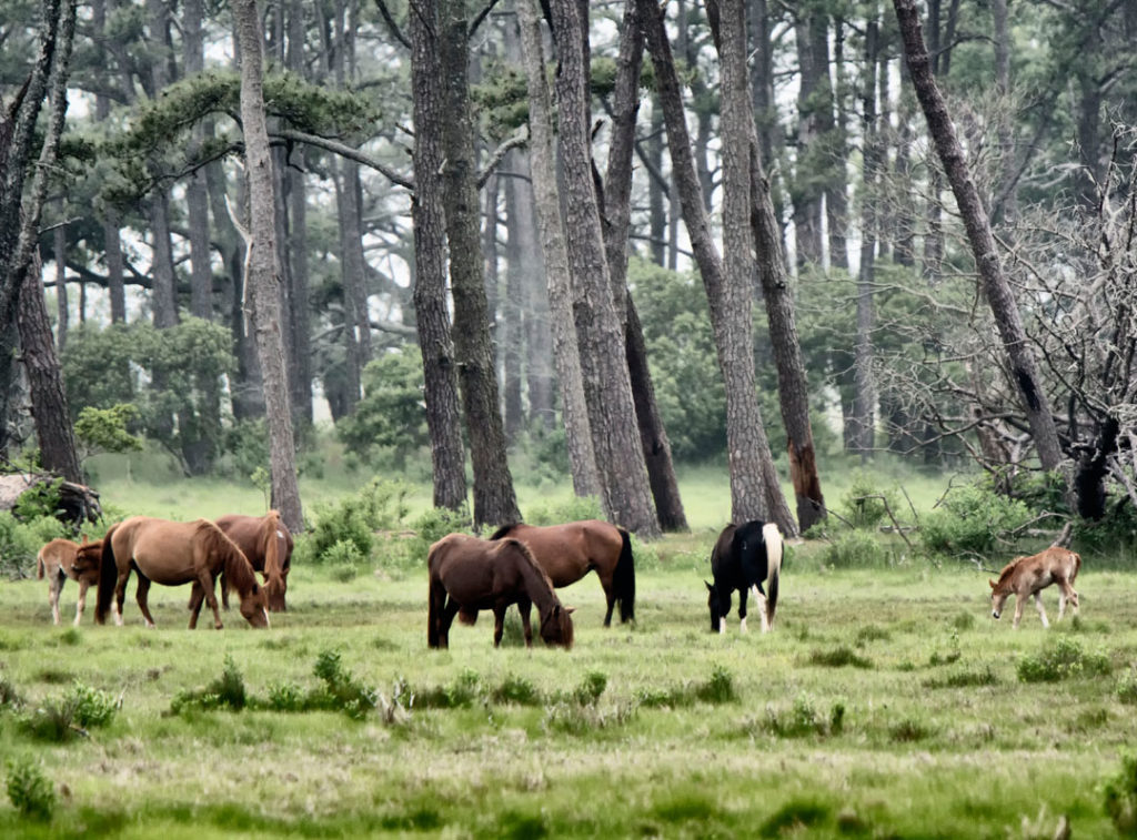 the ponies of Chincoteague (Photo by Adrianne Brockman)