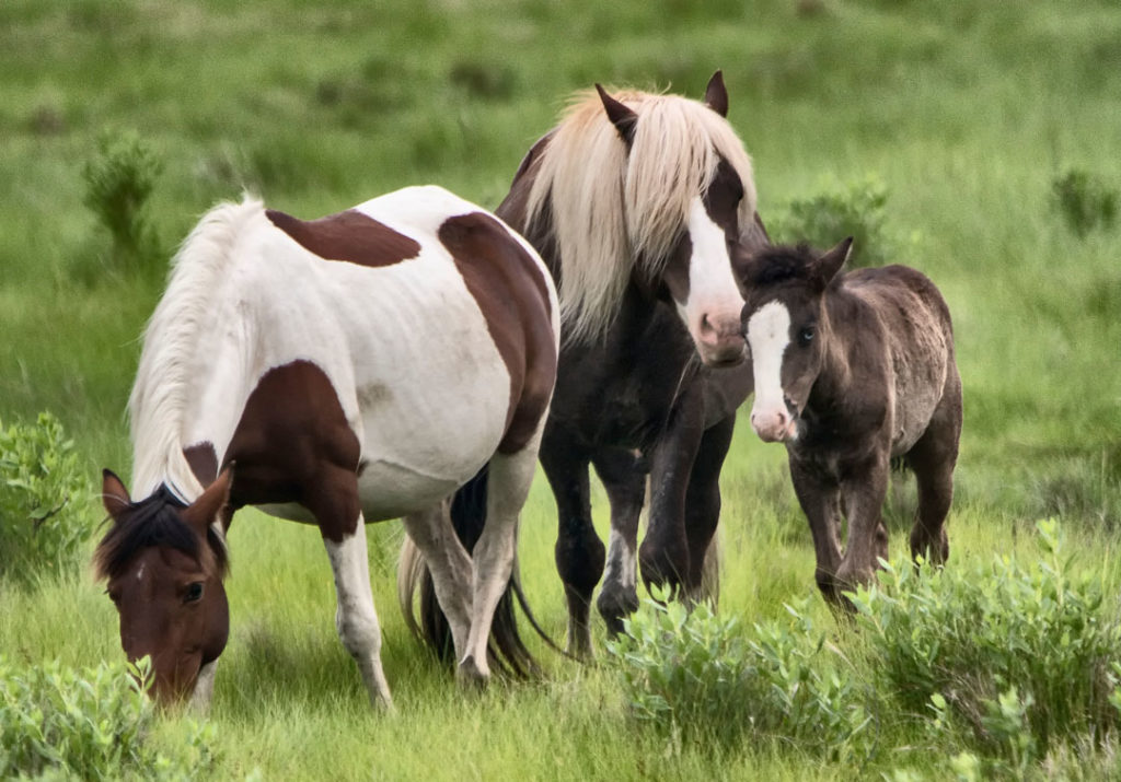 The ponies of Chincoteague (Photo by Adrianne Brockman)
