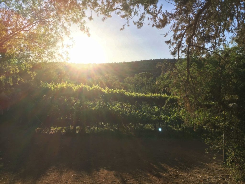 gwine grapes in sun Sedona wine country
