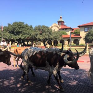 Calgary and Fort Worth long horn cattle