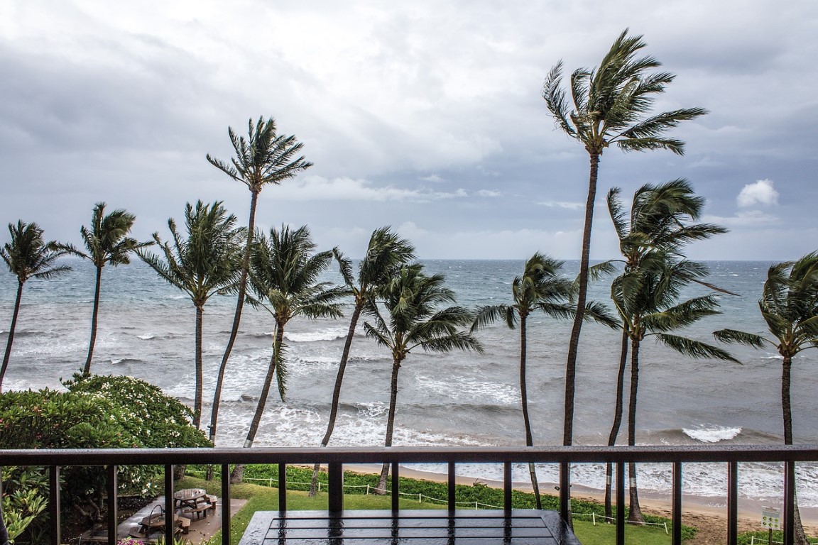 cruise during bad weather palm trees