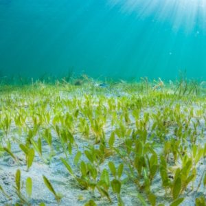 nature reserves in the uae sea grass