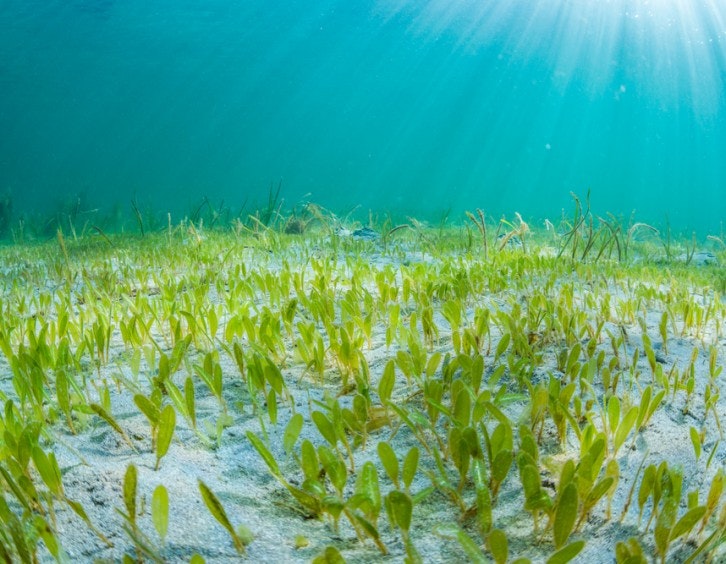 nature reserves in the uae sea grass