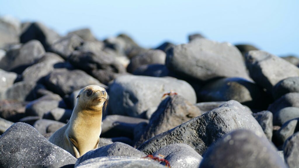 visiting ecuador wildlife