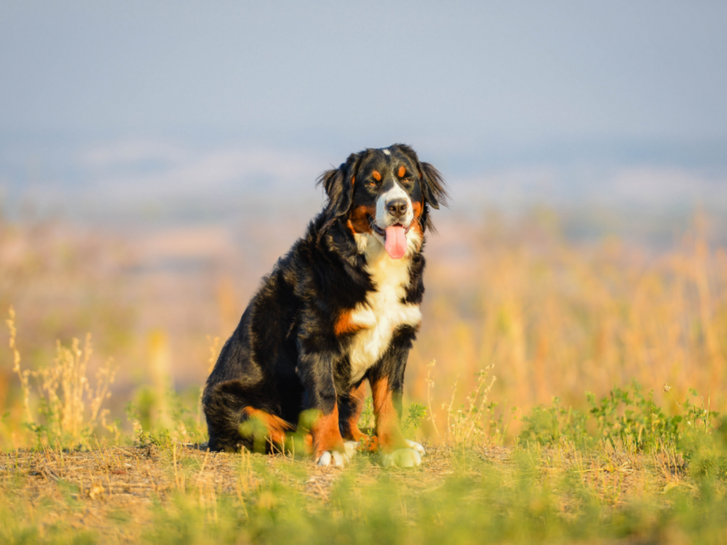 dog breeds for outdoor junkies